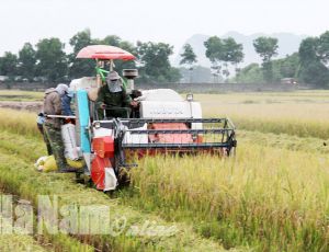 Nhân dân xã Bình Minh phấn khởi thu hoạch lúa mùa 2020