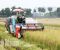 Nhân dân xã Bình Minh phấn khởi thu hoạch lúa mùa 2020